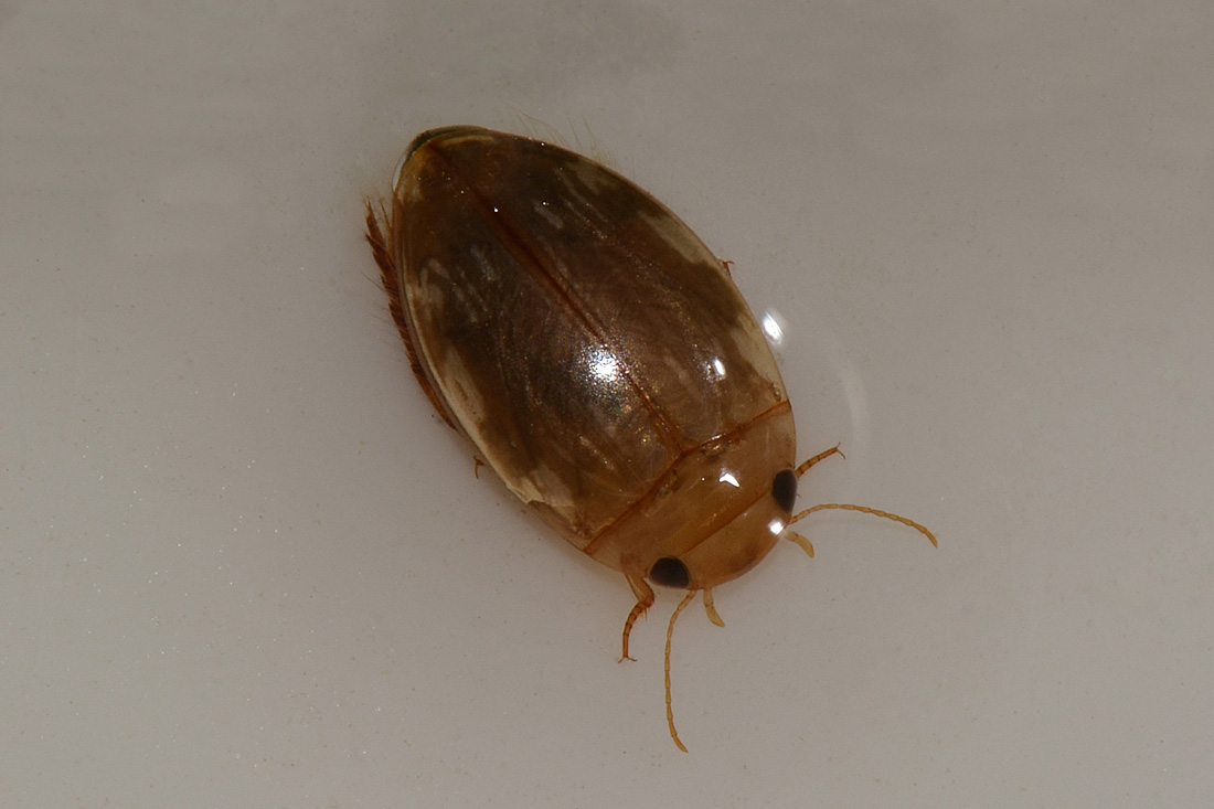 Dytiscidae: Laccophilus cfr.  hyalinus